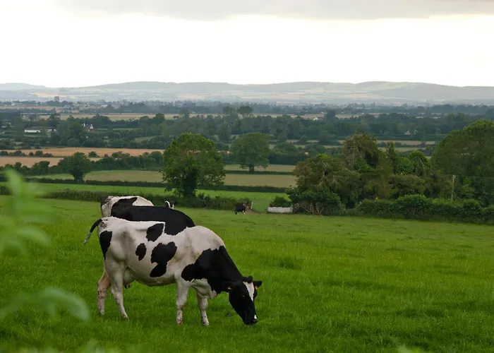 Oda ve Kahvaltı Ballindrum Farm Athy